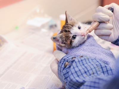 Dakin Humane Society Seeking Foster Caregivers for Sick Kittens Kitten-Nursery-.jpg